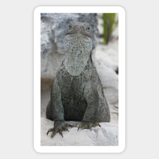 Iguana Sticker